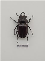 藏品(大圓翅鍬形蟲)的圖片